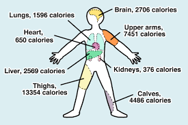 How Many Calories Is That Human A Nutritional Guide For