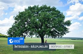 Incurajam emondajul arborilor incurajam toaletarea arborilor. Poate Fi TÄiat Sau Nu FÄrÄ AutorizaÈie Un Copac De Pe Un Teren Privat