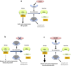 00:20:20.21 and these two protein kinases, cdc2 and cdc28 appeared to be the homologues of one another 00:20:25.20 in these two species and were. Tctp And Csn4 Control Cell Cycle Progression And Development By Regulating Cullin1 Neddylation In Plants And Animals