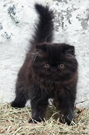 Embla Via Ulla Inkeri Huhta Kittens Cutest Cats Pretty Cats
