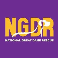 Learn more success stories read about remarkable great danes … home read more » National Great Dane Rescue Uk Home Facebook