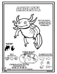 An Axolotl From The Streams Of Mexico Do You Have Zoo Wild Kids Infuse Wild Animal Learning With Geography Biology And Animal Learning Axolotl Forest Animals