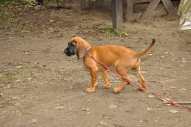 Image result for hannoverský barvář