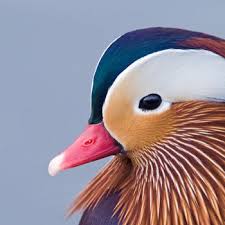 Mandarin ducks are one of the most beautiful ducks in the world. 21 Facts On Mandarin Duck Tweetapedia Living With Birds