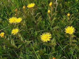 Image result for Pentanema