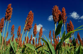 We did not find results for: For Gluten Free Sorghum Stick With These Three Brands