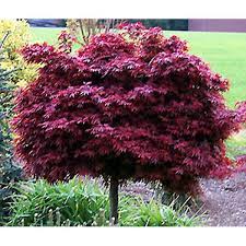 Dwarf Japanese Maple Japanese Maple Tree Garden Trees Dwarf Japanese Maple