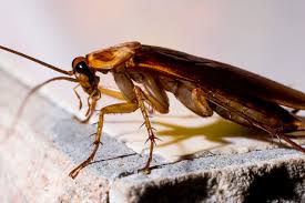 Any unwanted disturbances in either the home or office space can severely damage our peace of mind and tranquillity. Cockroach Pest Control Mumbai Ultra Power Pest Control