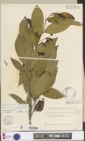 Image result for Microcharis remotiflora