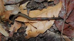 Image result for Alloeochaete