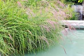 Check spelling or type a new query. Landscaping Ideas For Pool Areas