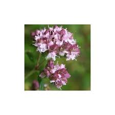 Graines De Marjolaine A Planter Origanum Majorana Graine Planter Des Graines Plante