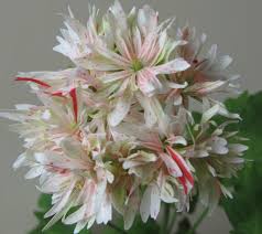 Купить семена Пеларгония Pelargōnium Bev Foster в Москве: доставка семян по  России и СНГ