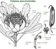 Banksia Flower Diagram Best Flower Wallpaper