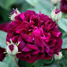 Rosa Tuscany Superb Rose Tuscany Superb Gallica In 2020 Purple Flowering Plants Buy Roses Rose