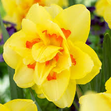 12ct Daffodils Tahiti Bulbs Van Zyverden Daffodils Planting Bulbs Perennials
