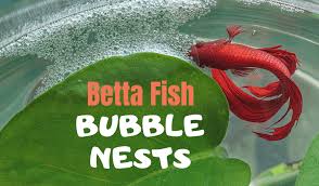 Betta Fish Bubble Nests Everything You Need To Know
