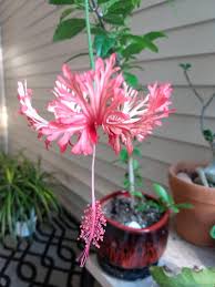Image result for Hibiscus schizopetalus