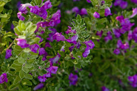 Select from premium arizona flower of the highest quality. Purple Flowers Of Arizona Photograph By Olga Smith