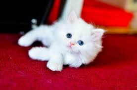 Bengal kittens, savannah kittens, serval kittens and cracal kittens in our large breeding program, all of our kittens are exposed to an appropriate amount of uv lighting. Cute White Persian Female Kitten 700 Las Vegas For Sale Las Vegas Pets Cats