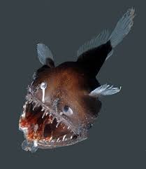 This One Lives A Little Lower Down Than The Average Reef Sea Life Creatures Deep Sea Creatures Ocean Creatures