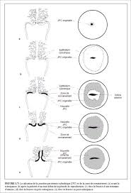 We did not find results for: Colposcopie Et Traitement Des Neoplasies Cervicales Intraepitheliales Manuel A L Usage Des Debutants