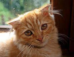 pin by tasha everett on love cats funny cats and dogs cats dog cat