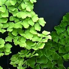 Image result for Adiantum