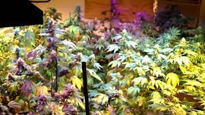What about led vs hps diminishing lux/intensity of light / over distance ,,i let say was growing approximate 4 1,120 cm plants under 400 watt hps/philips son t agro green power/ and friend had similar yield with leds but on same approximate 1,2 square meter i had 4 he had 30 to 50 plants ,about 35 to 40 cm /soil to top and most tops were in. Led Hps Week 5 Of 10 Youtube