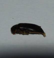 Dermestidae Qui Sont Ces Colocataires Non Desires Et Comment S En Debarrasser Le Monde Des Insectes