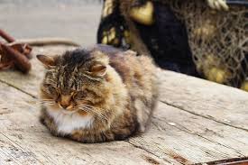 Here are seven sleeping positions your cat will always display and what they really mean. Your Cat S Sleeping Position Can Tell You What They Re Thinking