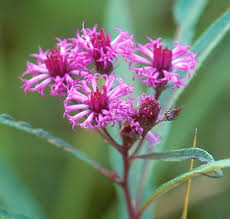 Image result for Vernonia infundibularis