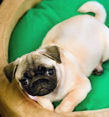 Adorable Little Pug Puppy I Want A Pug Or A Little French Bull Dog Pug Puppies Baby Pugs Cute Pugs