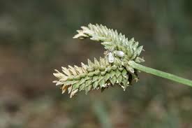 Image result for Daknopholis