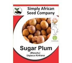 Image result for Uapaca