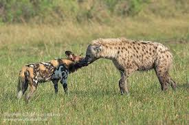 Wolf dogs are usually recommended for people who live in the wilderness or woods because they need a ton of space to remain happy, healthy, and exercised. Friendly Enemies African Wild Dog And Spotted Hyaena