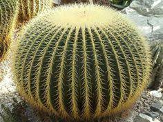 Muchos cactus son fáciles de mantener pero cuales son los tips mas conocidos de como es el cuidado de cactus , lo que los hace muy populares como planta de interior. 27 Ideas De Cactus Asiento De Suegra Cactus Suegra Suculentas