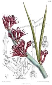 Image result for Ceropegia claviloba