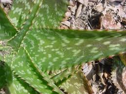 Image result for Aloe zebrina