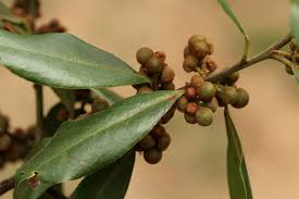 Image result for Euclea natalensis