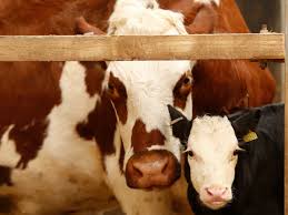 Sources of birth bodyweight variation include twins, season of calving, calving early, heifer dams, and use of calving ease bulls. Dairy S Dirty Secret It S Still Cheaper To Kill Male Calves Than To Rear Them Farming The Guardian