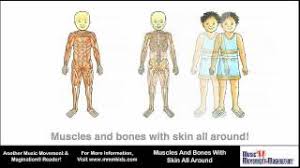 Skeletal muscles work together with bones and joints to form a lever. Muscles And Bones With Skin All Around Youtube