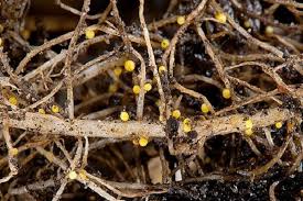 Patates nematodu: bir fotoğrafla nasıl başa çıkılır, işaretler, açıklama ve  tedavi