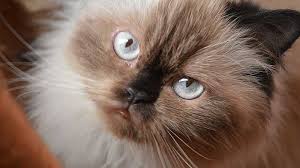Domestic cats also exist in feral or wild and untamed form. Himalayan Cat Price Personality Lifespan