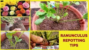How To Repotting Ranunculus Plant Persian Buttercup Transplant Tips Plants Ranunculus Rooftop Garden
