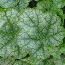 Image result for Heuchera cylindrica Greenfinch