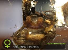 Also there is a molting time lapse. Nhandu Coloratovillosus Brazilian Black White My Monsters