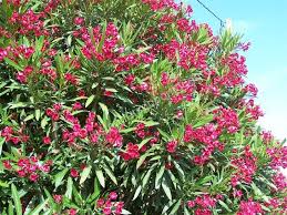 We did not find results for: Laurier Rose Toxique Et Medicinal A La Fois Therapeutes Magazine