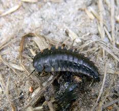 Sankthansorm er en billeart i lysbillefamilien lampyridae. Sankthansorm Larve