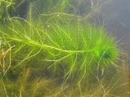 Image result for Utricularia stellaris